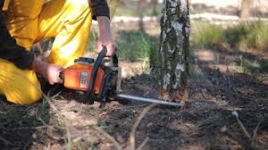 Best Storm Damage Tree Cleanup  in Lompoc, CA