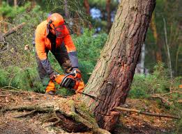 How Our Tree Care Process Works  in  Lompoc, CA