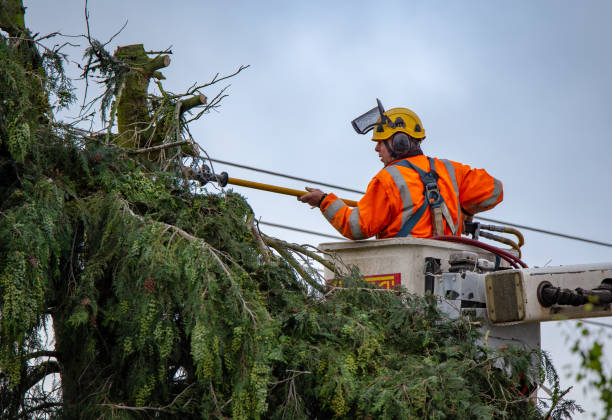 Best Seasonal Cleanup (Spring/Fall)  in Lompoc, CA