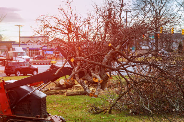 Best Firewood Processing and Delivery  in Lompoc, CA
