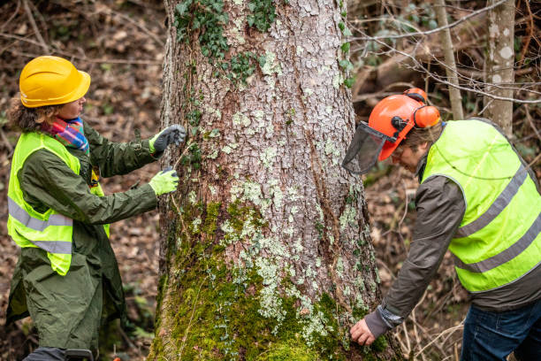 Best Root Management and Removal  in Lompoc, CA