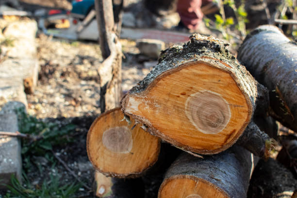 Best Tree Disease Treatment  in Lompoc, CA
