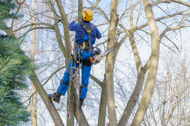 Best Stump Grinding and Removal  in Lompoc, CA