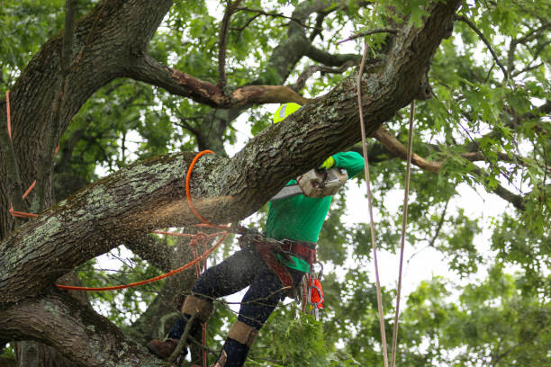 Best Tree and Shrub Care  in Lompoc, CA