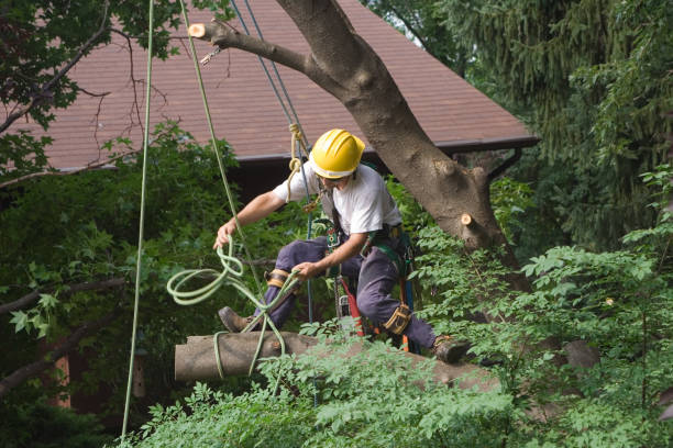 Best Fruit Tree Pruning  in Lompoc, CA