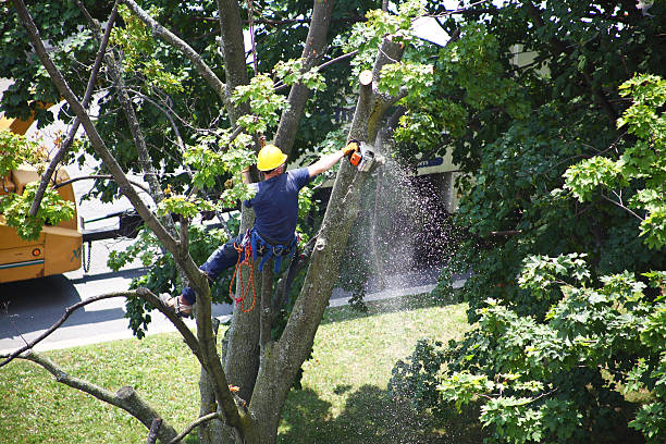 Best Tree Mulching  in Lompoc, CA