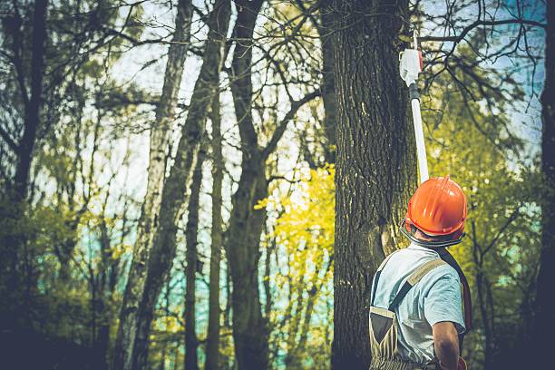 Best Tree Cabling and Bracing  in Lompoc, CA