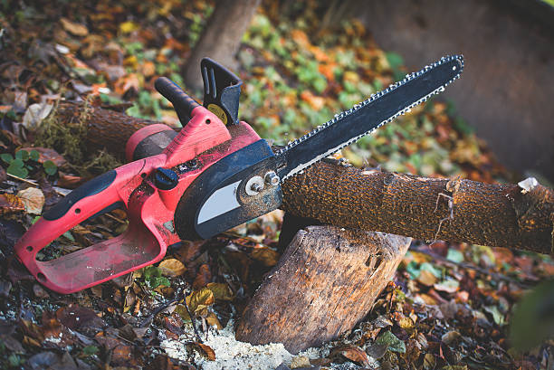 Best Arborist Consultation Services  in Lompoc, CA